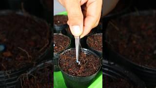 Container garden- Eggplant seedling care #eggplant #shorts #gardening #v87garden