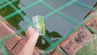 Feeding duckweed to Climbing Perch (ikan puyu)