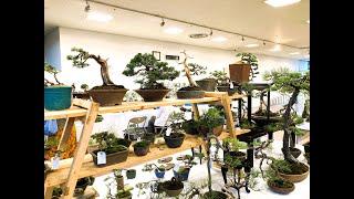 BONSAI AND MINI BONSAI FOR SALE WITH PRICE TAGS 2024