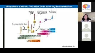 Unlocking The Mysteries Of The Brain Development to Disease