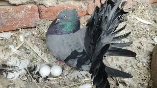 Black Pigeon Very Beautiful | Discover With Noman