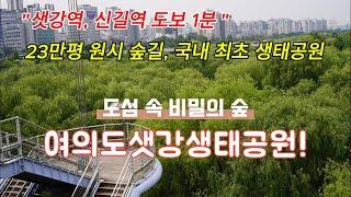 여의도 샛강생태공원 ┃23만평 원시 숲길 ┃도심 숨겨진 명소