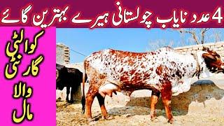 Best Quality Cholistani Sahiwal Cow Farm Near Luden Cow Mandi Hasil Pur || Global Village Farming