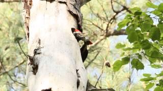 Pileated Woodpeckers feeding their young.