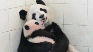 Panda mama & her baby loving interaction熊猫妈妈和宝宝超有爱互动【大熊猫淑琴和琴心】 在中国大熊猫保护研究中心雅安基地新繁殖场