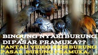 bingung nyari burung di pasar pramuka?? pantau video burung di kios burung pramuka!!