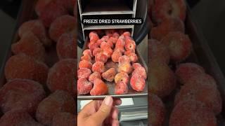 Freeze Dried Strawberries #freezedryer #prepperpantry #foodstorage