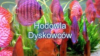 #akwarium #dyskowce Hodowla Dyskowców