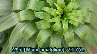 나의 텃밭 이야기