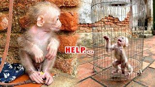 Failed to adopt the poor monkey! 