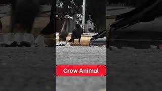 The Secret Life of Crows | Nature's Smartest Bird #ytshorts #viralvideo