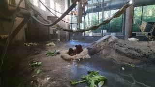 A group of Sumatran orangutans in indoor enclosure