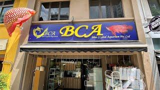 LIOW VIDEO: At BCA Arowana Shop 蓝水晶龙鱼店之游