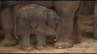 Baby elephant falls asleep