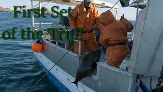 Hauling Our Shallow Set - Will We Catch Any Halibut?