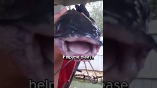 We did not mean to do that #funny #fisherman #fishing #comedy #fishingvideo #catfish #fishinglife