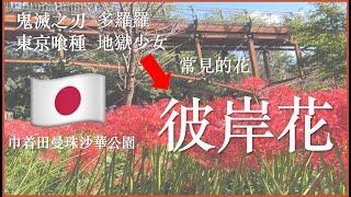 免錢！漫步百萬彼岸花海，探秘巾着田曼珠沙華公園