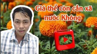 giá thể trồng vạn thọ tết có cần xã không - huỳnh thủy tinh vlog