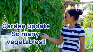 EP15 So many vegetables in our garden, let us walk around to check it out!!