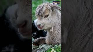 Goats in Folklore and Mythology | Unveiling Legends and Symbolism | Creative Nature #animals