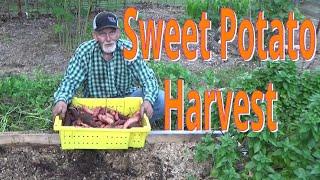 Sweet Potato Harvest From the Deep Mulch Garden 10-10-2023