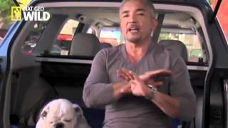 Official Trailer | The Dog Whisperer | National Geographic Wild UK