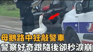 母鵝跪在路中攔下警車，警察好奇跟隨前去，下一秒卻淚流滿面...