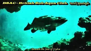 Beneath the Seas of Ceylon   BSAC   British Sub Aqua Club