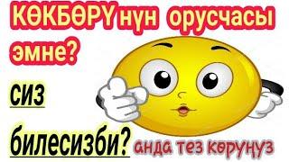 КОКБОРУнун орусча эмне? | Сиз билесизби? | Тез корунуз