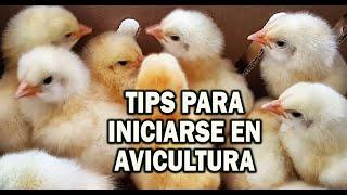 TIPS TO GET STARTED IN SUCCESSFUL POULTRY FARMING