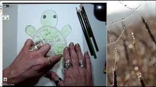 Draw a Turtle With Lisa Ruiz