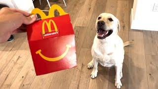 LABRADOR TRIES NEW MCDONALD'S HAPPY MEAL!!