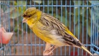 Canary Bird Singing Training Singh Song Beautiful