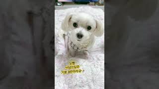 쓰담쓰담을 좋아하는 강아지️ #인삼먹는달콩이