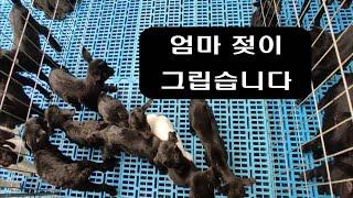 염소 인공포유 효과와 방법 그리고 주의할 점 / 인공포유 2부