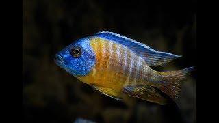 The Cichlid Shack New Shipment Walk Thru March 10, 2018