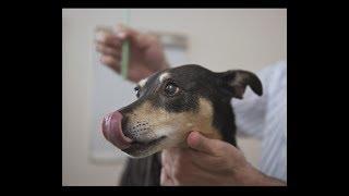 Easy way to brush a dog's teeth