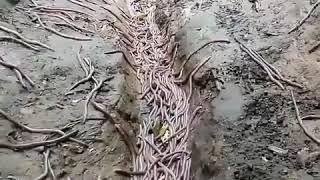 Wow!! Cacing terbesar di gunung lawu#KetikaHujan #GunungLawu #Viral
