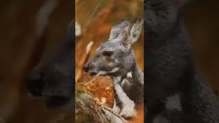 Kastoori hirn #knowledge #facts #animals #urfecty