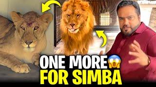 Simba ki 4 biwi simba kay naseeb ma sha Allah 