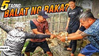 P1 - Gaano Katigas ang Balat ng Baka na Limang Taon na - EP1560