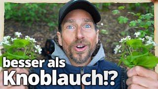 Diese Heilpflanze schlägt Knoblauch um Längen (auch geschmacklich!)