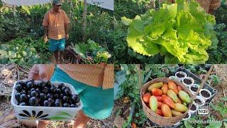 Lots of variety in the organic garden/plenty of produce/only blessings #farmlife #farmfood#simple...