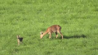 Fawn plays with a hare - Rehkitz spielt mit einem Hasen