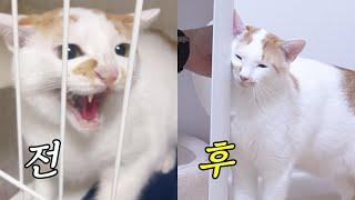 혹시 이용당한 걸까? 폭우 속에서 데려 온 두 고양이의 새 시작
