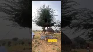 Desi Farmer’s Amazing Treehouse Construction! #shorts #ytshorts