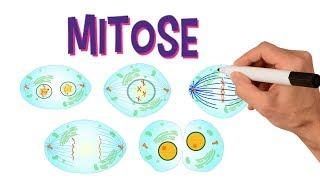  FASES DA MITOSE | DIVISÃO CELULAR