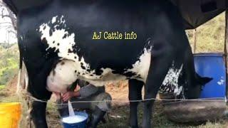 130 Kg Milk Girlando Cow Milking Video | Girlando Cow Farm in India | Girlando Gay | AJ Cattle info