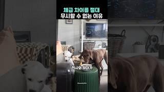체급 차이를 절대 무시할 수 없는 이유