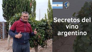 Descubriendo los secretos del VINO ARGENTINO en Mendoza ️ ARGENTINA